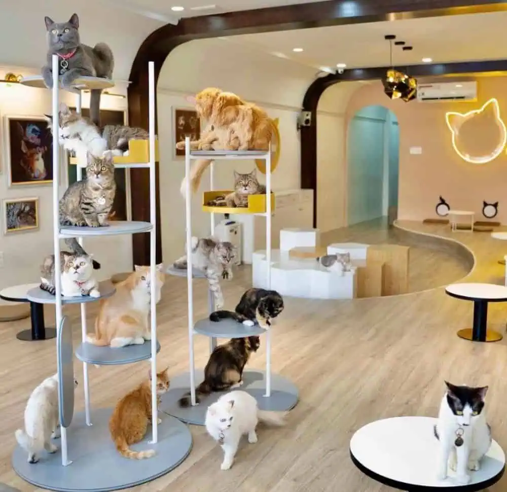 cai-tao-quan-cafe-gia-re-18 Thi công cải tạo quán cafe giá rẻ