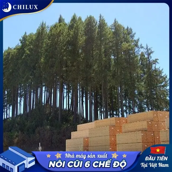 Hình ảnh nội thất quầy làm từ gỗ thông